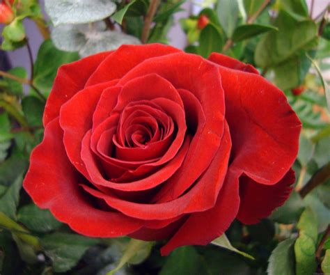 national flower england